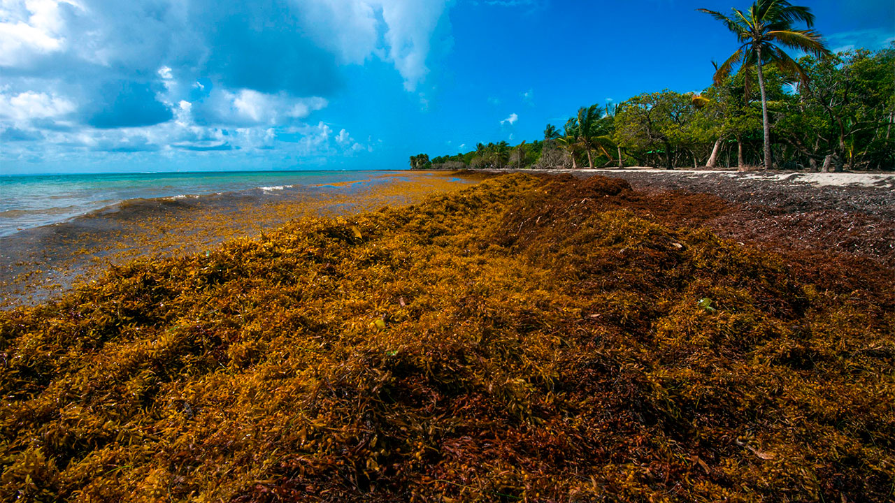 Sargassum seaweed blooms threatening coastal areas and marine ecosystems